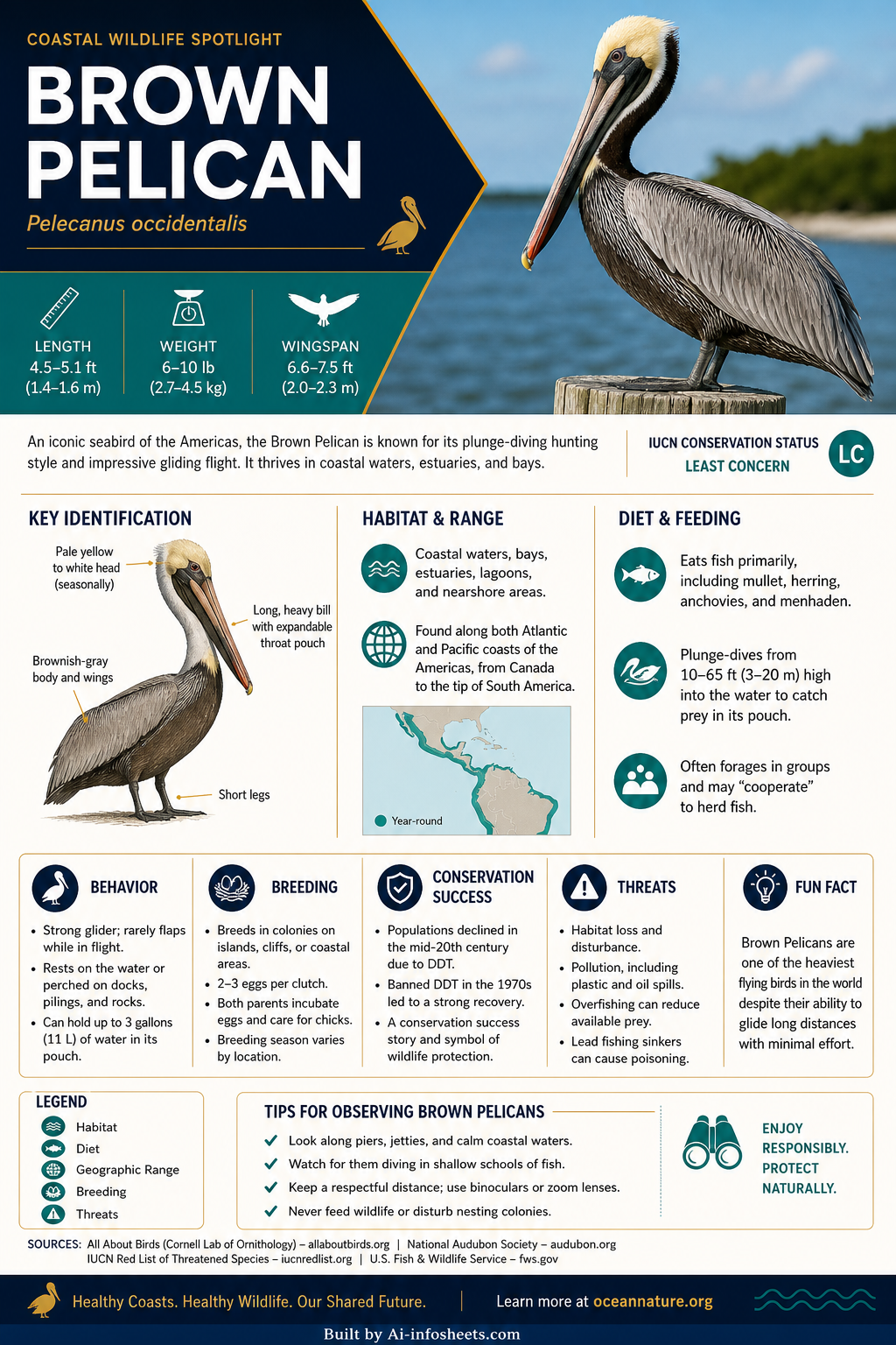 A Brown Pelican with its distinctive throat pouch flying low over calm ocean waters, showcasing its adaptability as a coastal bird.