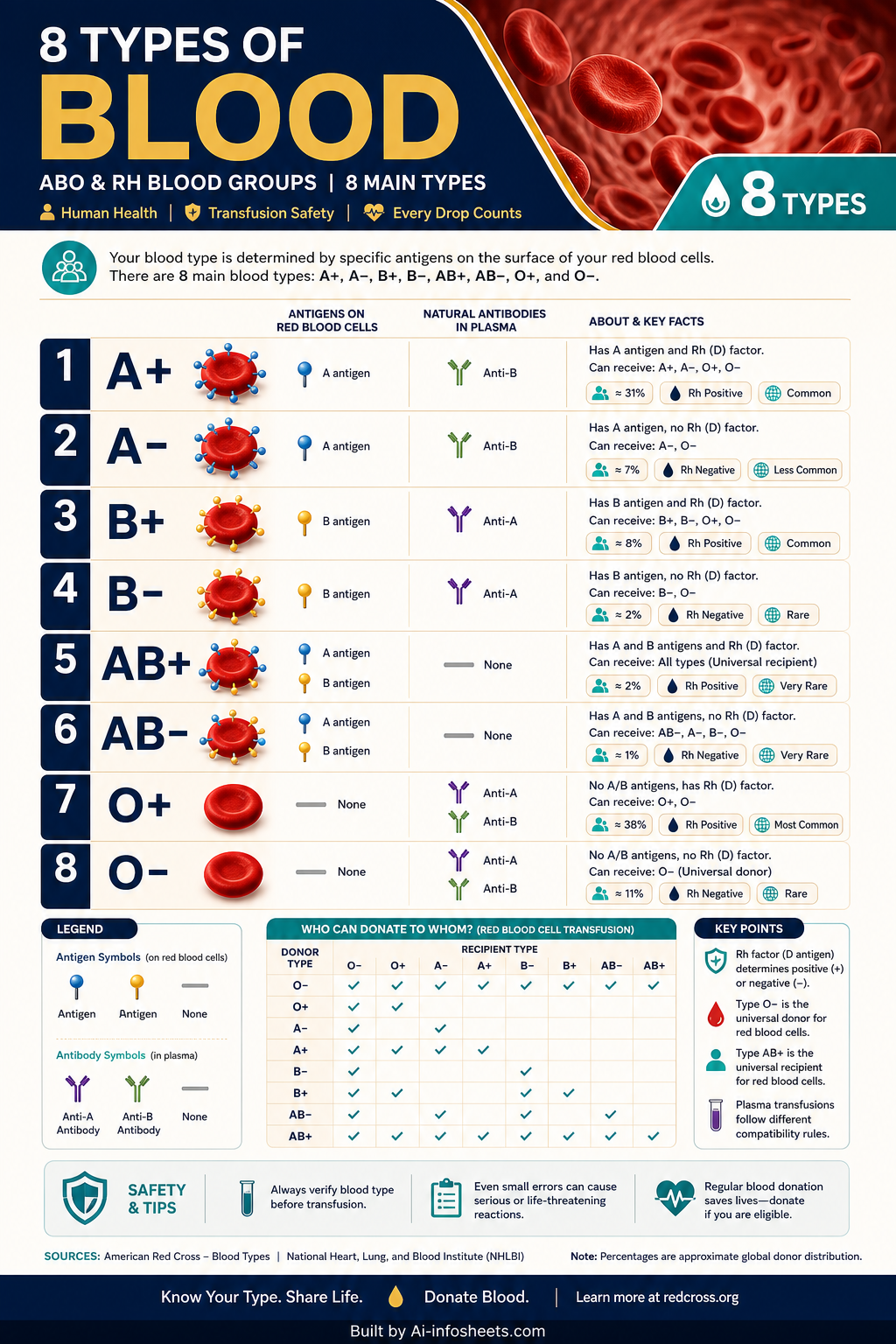 An infographic illustrating the four primary human blood types (A, B, AB, O) with their respective antigens and antibodies, and a compatibility chart for donations and transfusions.